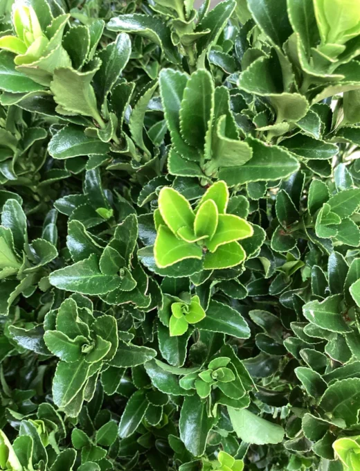 Euonymus