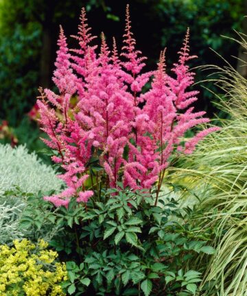 Astilbe Japonica Bonn
