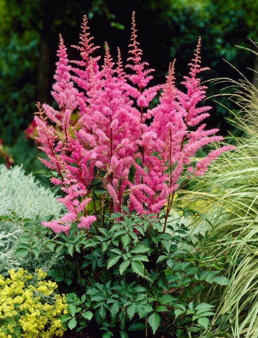 Astilbe Japonica Bonn