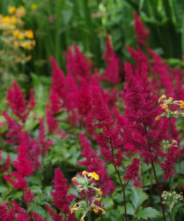 Astilbe Fanal