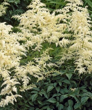 Astilbe Brautschleier