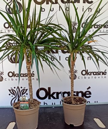 dracena