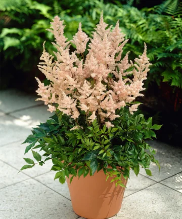 Astilbe Peach Blossom