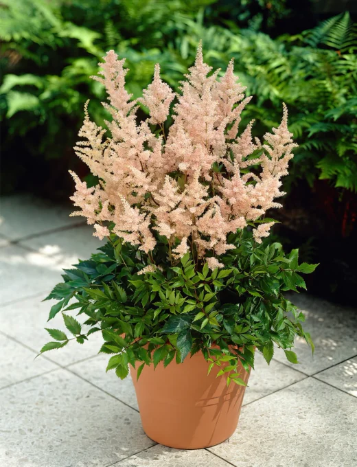 Astilbe Peach Blossom