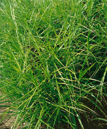 Carex Muskingumensis