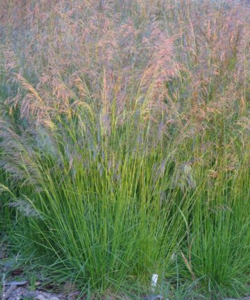 Deschampsia 'Goldtau'