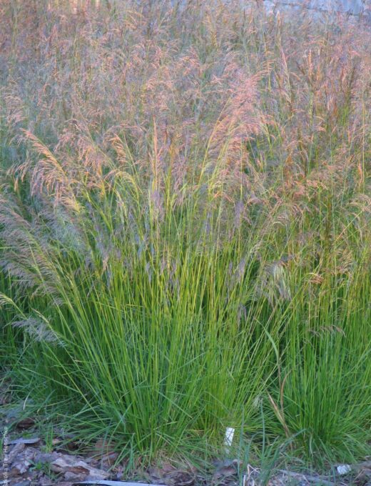 Deschampsia 'Goldtau'