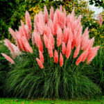 Cortaderia Rosea