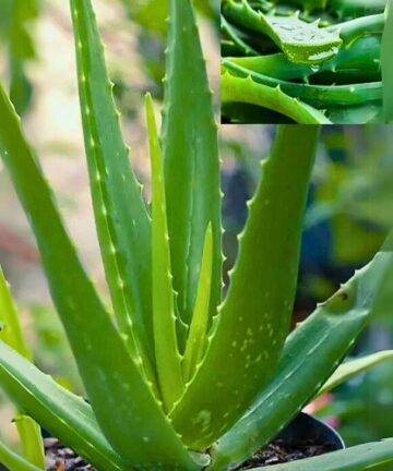 aloe prava vera