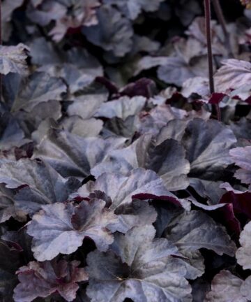 Heuchera Obsidian
