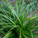 Carex Irish Green