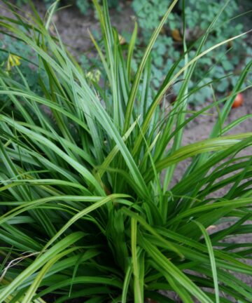 Carex Irish Green