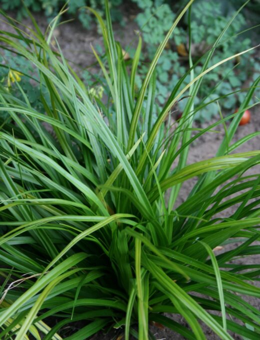 Carex Irish Green