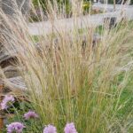 Stipa tenuissima Pony Tails
