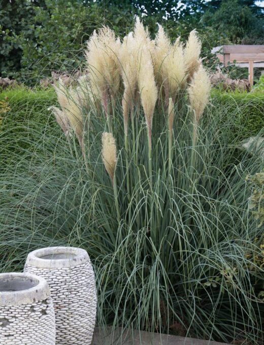 Cortaderia selloana Pumila