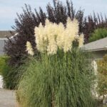 Cortaderia selloana White Plum