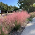 Muhlenbergia capilaris
