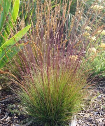 Festuca Walberla