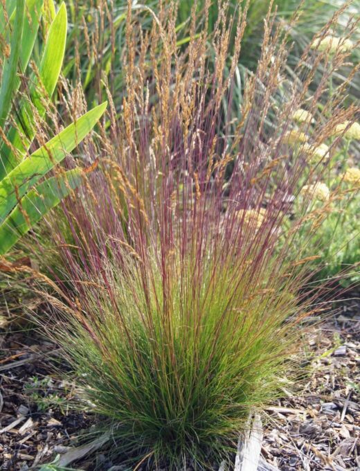Festuca Walberla