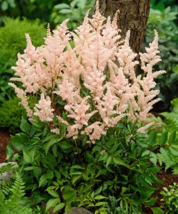 Astilbe Peach Blossom