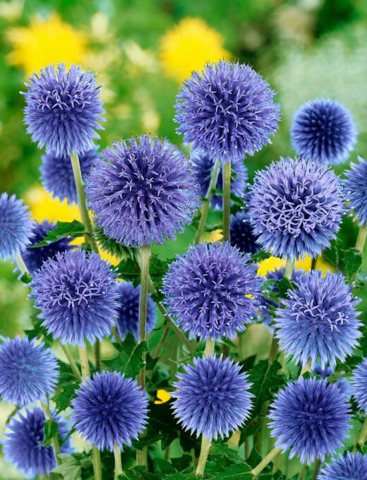 Echinops ritro
