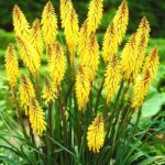 Kniphofia Poco Yellow