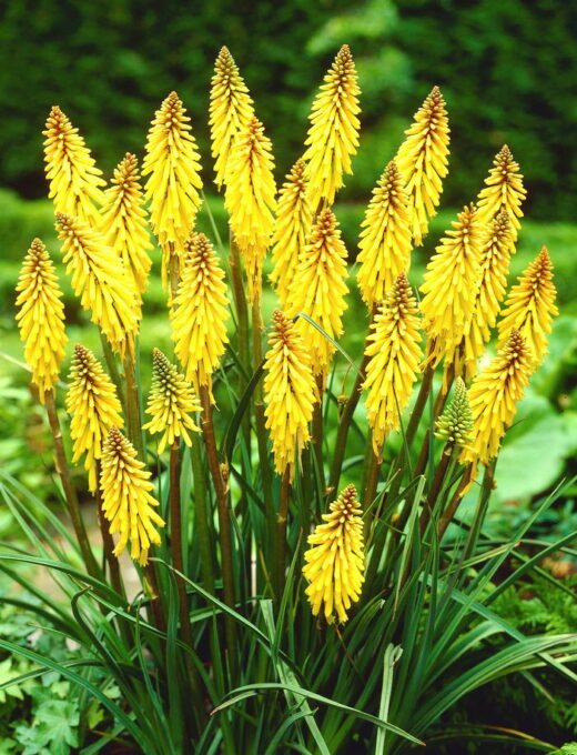 Kniphofia Poco Yellow