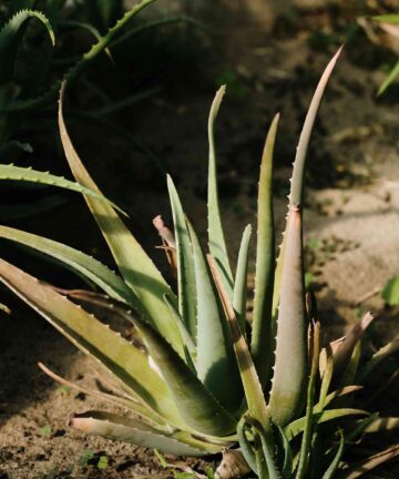 Aloe vera
