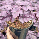 Heuchera XXL