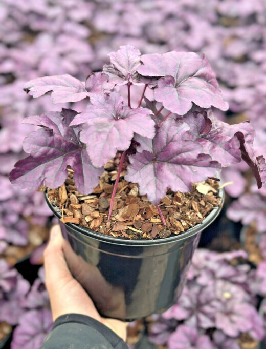 Heuchera XXL