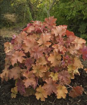 Heuchera Caramel