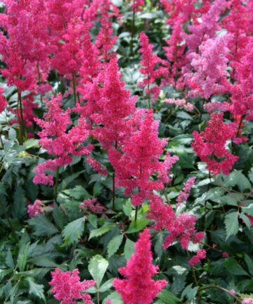 Astilbe Japonica Bonn