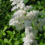 Astilbe Brautschleier