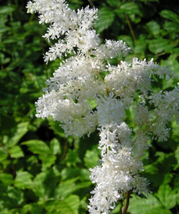 Astilbe Brautschleier