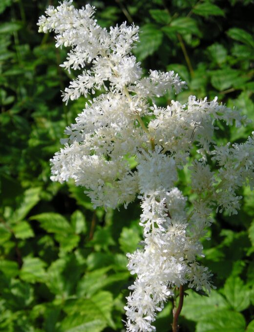 Astilbe Brautschleier