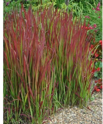 Imperata cylindrica 'Red Baron'