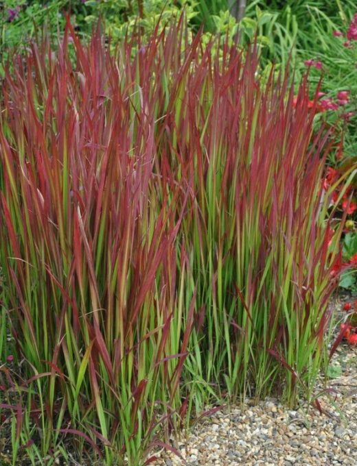Imperata cylindrica 'Red Baron'