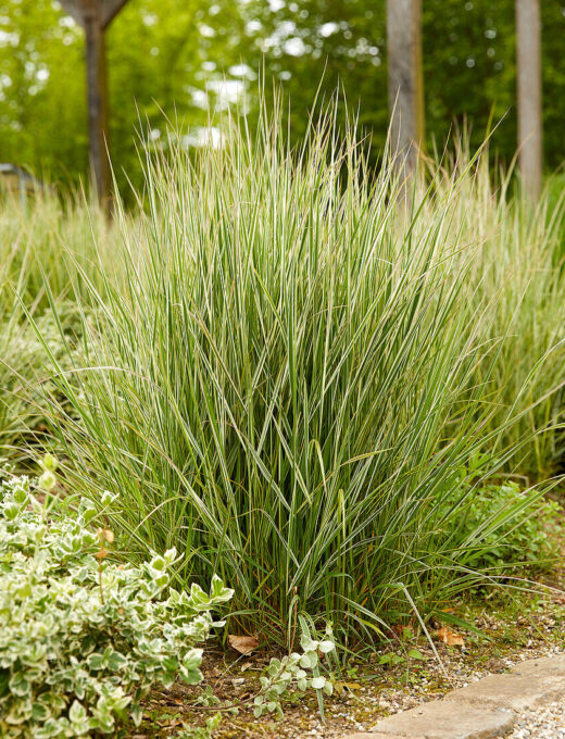 Miscanthus sinensis Variegatus