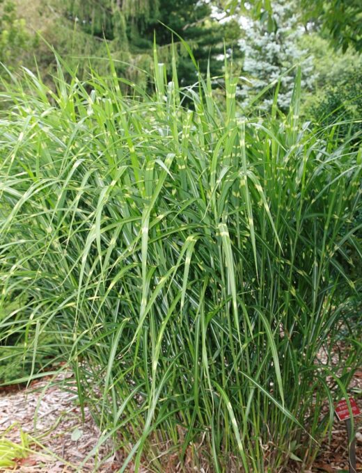 Miscanthus sinensis Strictus