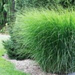 Miscanthus sinensis Gracillimus
