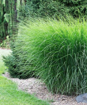 Miscanthus sinensis Gracillimus