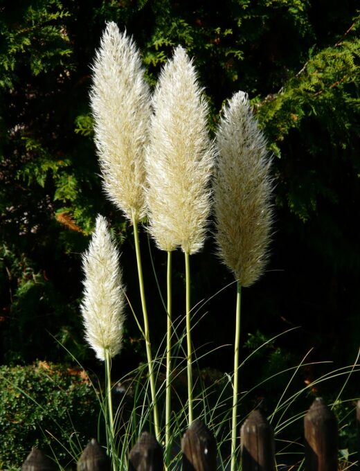 Cortaderia selloana Pumila