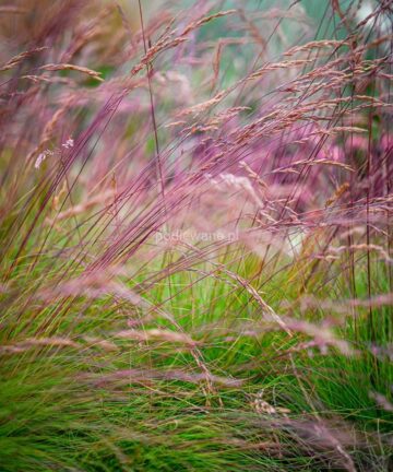 Festuca Walberla