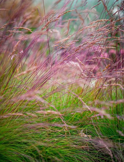 Festuca Walberla