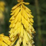 Kniphofia Poco Yellow