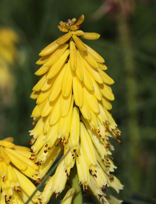 Kniphofia Poco Yellow