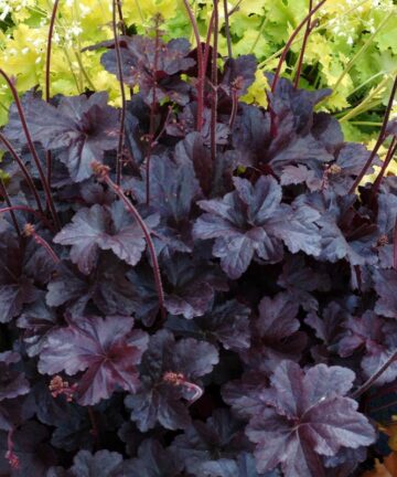 Heuchera Obsidian