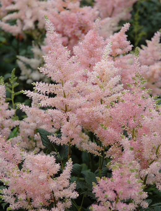 Astilbe Peach Blossom