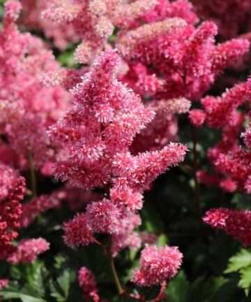 Astilbe Japonica Bonn