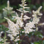 Astilbe Brautschleier